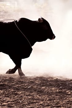 rodeo bull