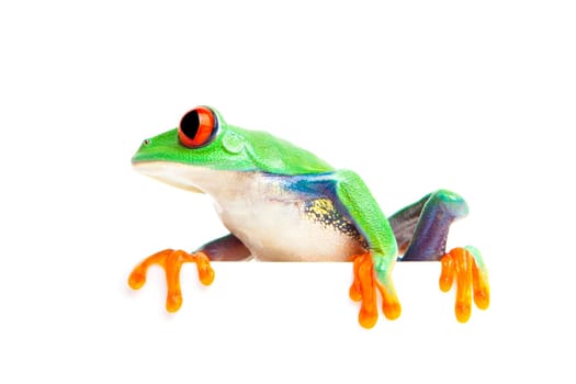 frog on edge isolated white