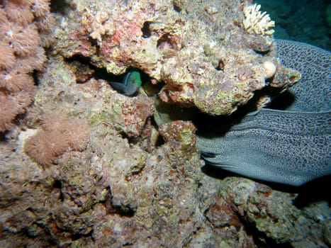 At night on the reef...