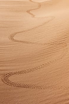 animal track in desert sand