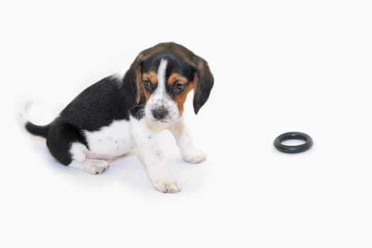 Tricolor beagle puppy sitting