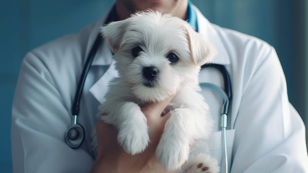 Cute dog in the arms of a veterinarian against the backdrop of sunlight, close-up. Pet care and grooming concept.