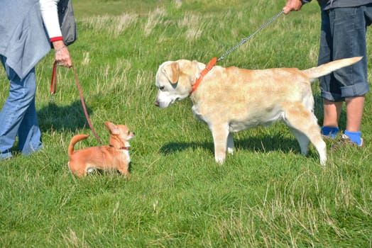 chihuahua and labrador retriever with its owners
