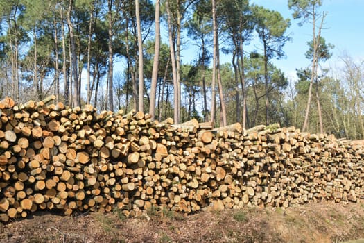 Deforestation environmental problem forest destroyed row of logs