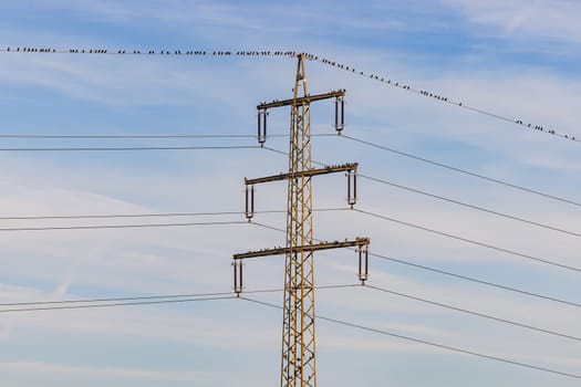 Many birds and songbirds sitting on a power pole or the power lines for a rest