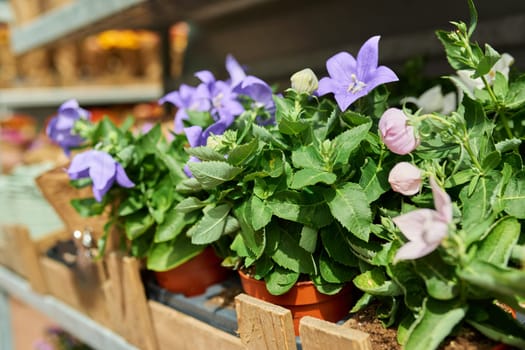 Close-up of shelf with pots of blooming purple Platycodon blue in plant and flower shop. Floristics, small business, delivery, decoration landscaping houses apartments backyard gardens