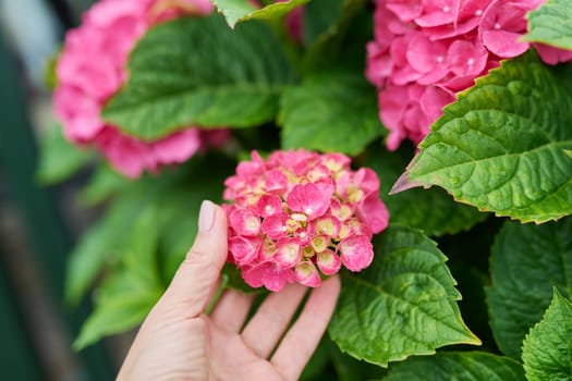 Close-up blooming bright pink large-leaved hydrangea woman's hand touching flowers. Flora, beauty of nature, landscaping of backyard gardens, summer season