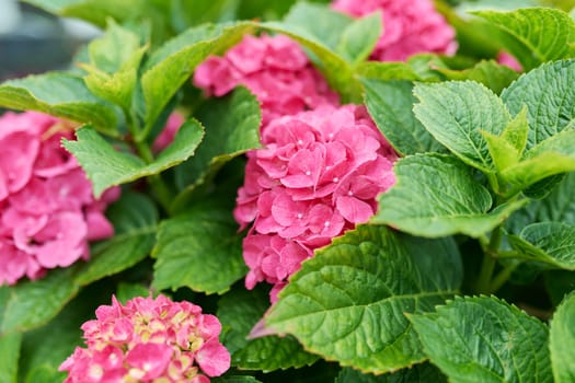 Close-up blooming bright pink large-leaved hydrangea. Flora, beauty of nature, landscaping of backyard gardens, summer season