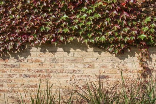 Brick wall is covered with autumn grape green and red leaves