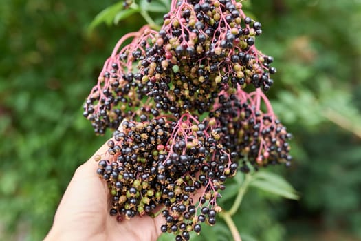Not ripe clusters with elderberries on a bush.