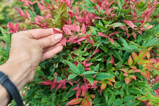 Close-up of Nandina plant, ornamental landscaping of flower beds of gardens of parks, trend plants