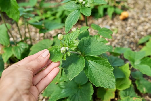 Close-up of anemone plant with flower buds, decorative landscaping of flower beds of gardens of parks