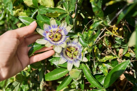 Passiflora blue plant, flowers close-up, decorative landscaping of flower beds of gardens of parks