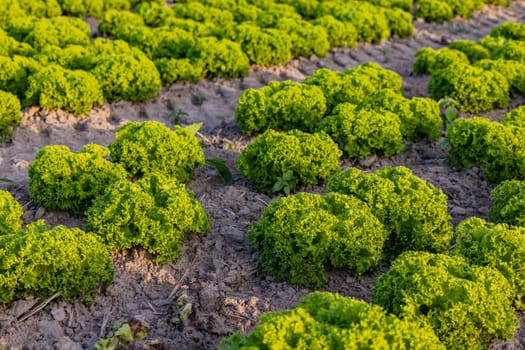 Rows of green endive heads on an agricultural field before harvest in autumn