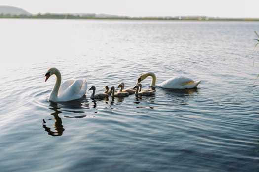 Swans family floating on the lake at sunset. Swans with nestlings.