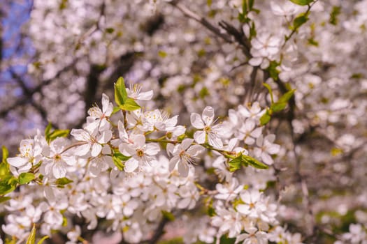 Spring cherry plum, flowering branches, against the blue sky.
