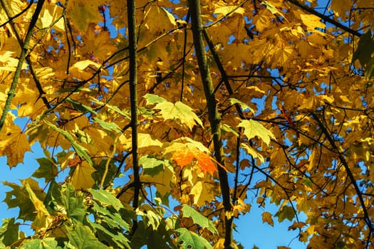 Autumn colors, beautiful autumn maple leaves in sunlight. Autumn forest natural landscape.