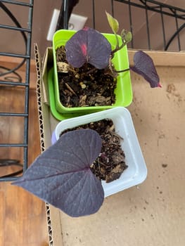 Starter Purple Heart shaped leaved Potato vine plands. High quality photo