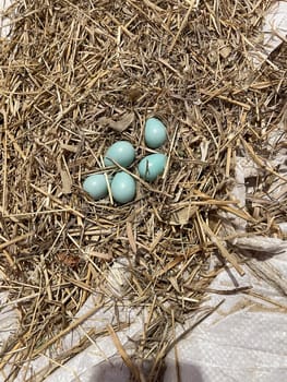 Birds nest with blue robin eggs left . High quality photo