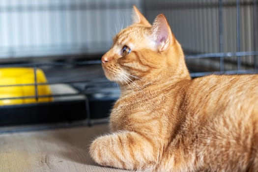 Domestic ginger cat at home portrait close up