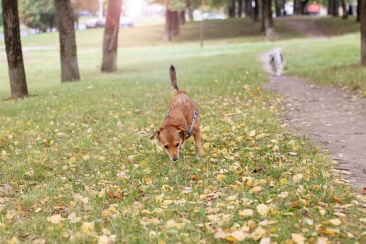 Ginger dog sniffing the ground close up portrait