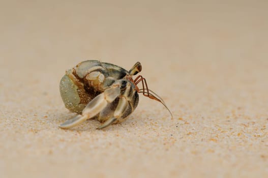 Hermit crab