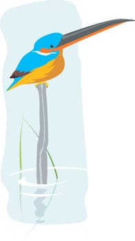 kingfisher