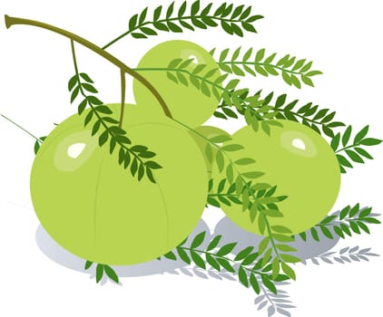 Gooseberry