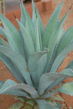 agave