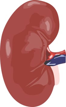 Kidney