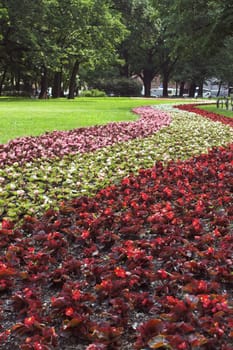 A lawn with grass and strips of flowers in a summer park.