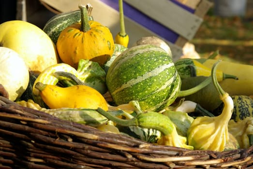 Ornamental pumpkins