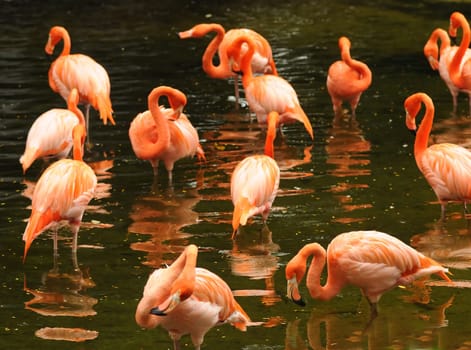 Flamingo