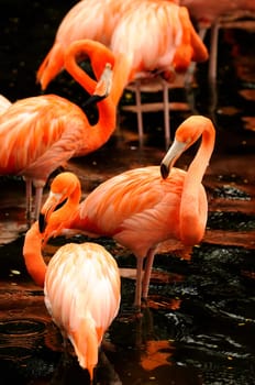 Flamingo