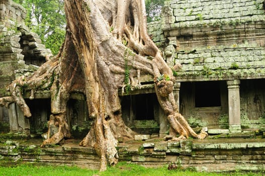 Ta Prohm temple, Cambodia