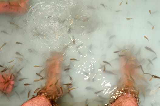 Fish feed death skin cells