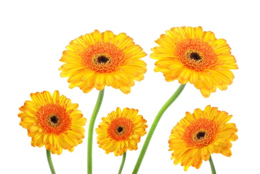 Gerbera
