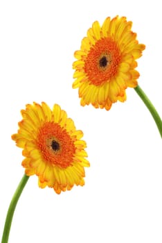 Gerbera