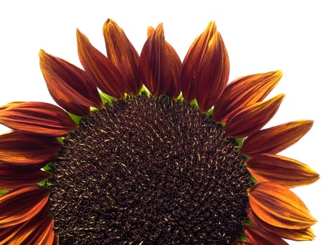 giant sunflower Helianthus annuus Royal Velvet
