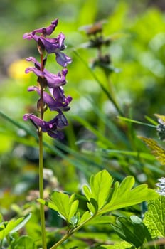Larkspur