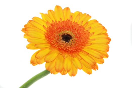 Gerbera