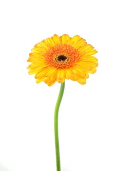 Gerbera