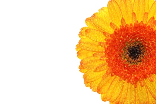 Gerbera