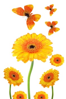 Gerbera