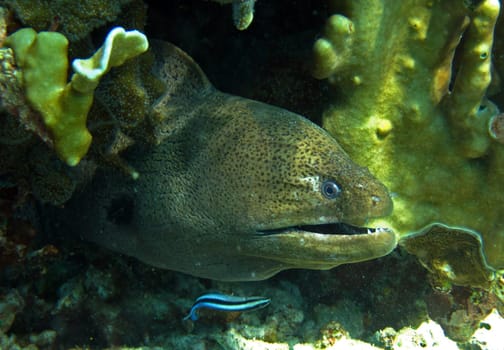 Moray