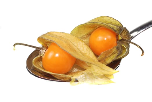 Two Physalis