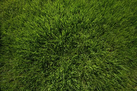 Lawn Area