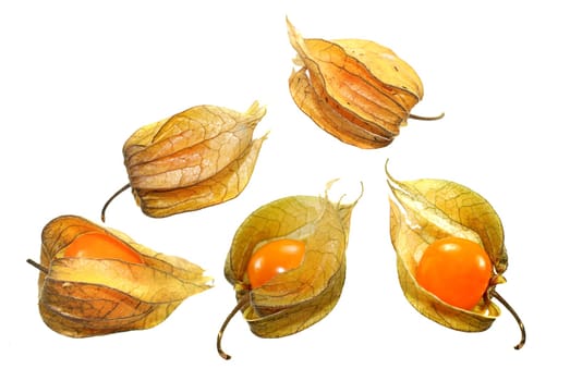 Physalis