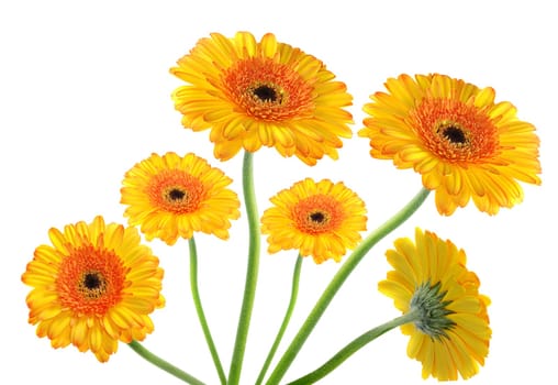 Gerbera