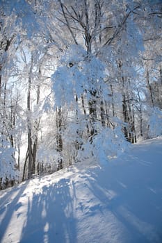 Sun in the snowy forest